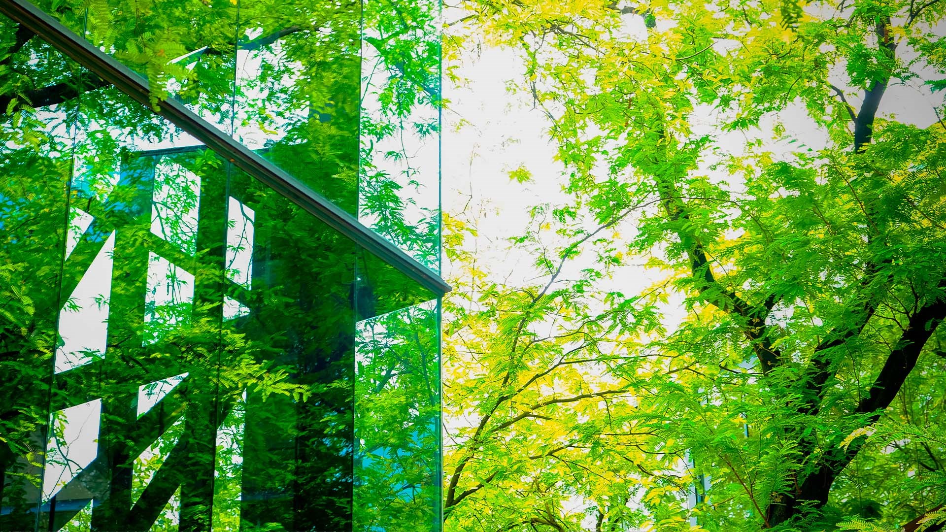 Photo d'un paysage avec un l'angle d'un bâtiment en vitre sur la gauche et un arbre sur la droite. Elle représente de développement durable Simplex.